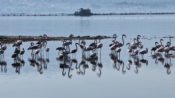 Flamingolar, kışın da Körfez’de konaklıyor