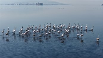 Flamingolar, kışın da Körfez’de konaklıyor