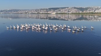 Flamingolar, kışın da Körfez’de konaklıyor