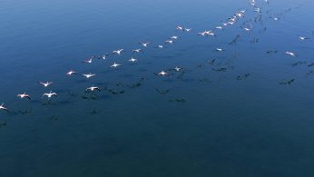 Flamingolar, kışın da Körfez’de konaklıyor