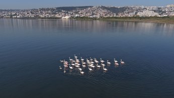 Flamingolar, kışın da Körfez’de konaklıyor