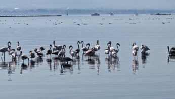 Flamingolar, kışın da Körfez’de konaklıyor