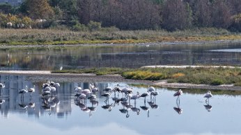 Flamingolar, kışın da Körfez’de konaklıyor