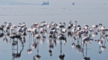 Flamingolar, kışın da Körfez’de konaklıyor