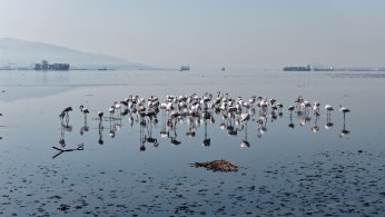 Flamingolar, kışın da Körfez’de konaklıyor
