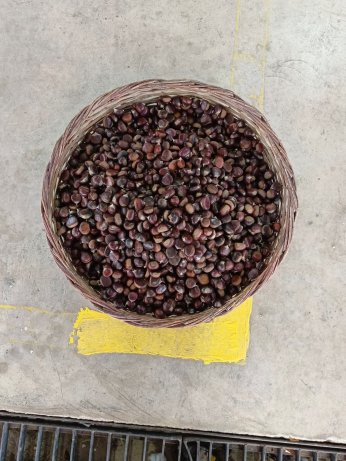 Kışın aranan lezzeti pazar tezgahında