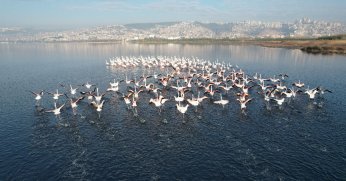 Flamingolar, kışa rağmen göç etmedi