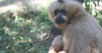 Hayvanat bahçesinde 23 türde 93 yavru doğdu