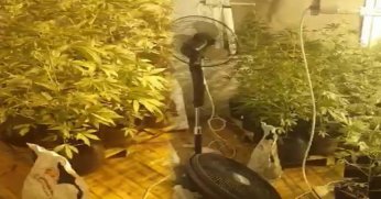 Evde uyuşturucu yetiştiren 2 şüpheli tutuklandı