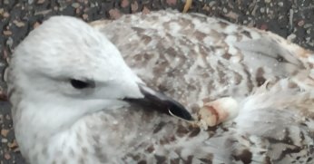 Martının gagasına kanca takıldı