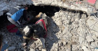 17’nci günde enkazda  kalan ineği kurtardılar