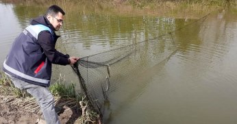 Kaçak avlanan 50 kilo  sazan suya bırakıldı