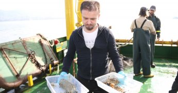 İzmit Körfezi’nde deniz yaşamı kayıt altında