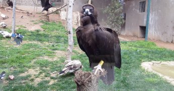 Kara akbabaya, özenle bakılıyor