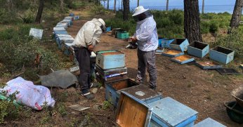 Çiçek balı arıcılarının hasat telaşı başladı