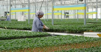 Türkiye’nin fideleri  Bafra Ovası'ndan