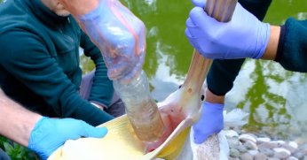 Pelikanın midesinden  plastik şişe çıkarıldı