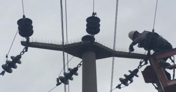 SEDAŞ, leyleklerin güvenli  göçü için önlemlerini aldı