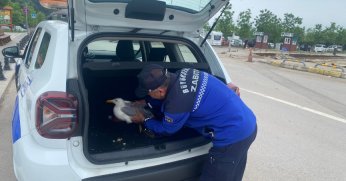 Yaralı bulunan martıya  Ormanya’da tedavi