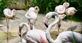 160 farklı hayvan  türünü görme imkanı