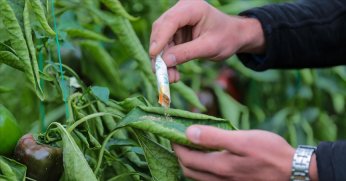Zararlılarla mücadelede zirai ilaç yerine faydalı böcek uygulaması