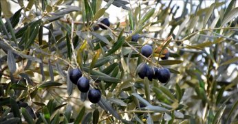 Gemlik zeytinine AB tescili