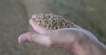 Lisanslı depolarda randevuyla  hububat alımı başlıyor