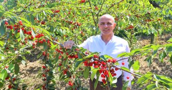 ‘Kiraz yetiştiricilerine desteğimiz sürecek’
