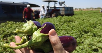 Sınırın sıfır noktasında patlıcan hasadı başladı