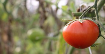 Çanakkale Domatesi coğrafi işaretle tescillendi
