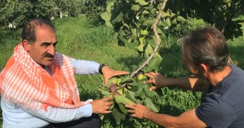 Taze incir ihracatı başladı