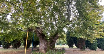 929 yaşındaki ağaç yıllara meydan okuyor