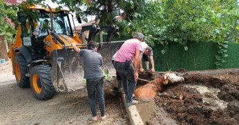Çamurda mahsur kalan inek iş makinesiyle kurtarıldı