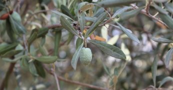 Çöl sıcakları zeytin üretimini  vurdu, yüzde 50 kayıp bekleniyor