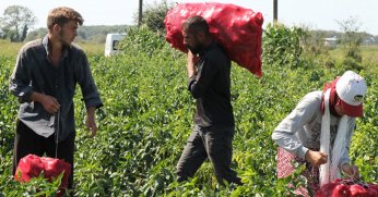 Bafra Ovası’nda 160 bin ton kapya biber rekoltesi bekleniyor