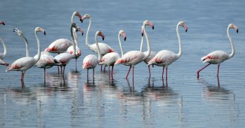 İzmit Körfezi flamingoları ağırlıyor