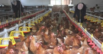 Tavuk eti üretimi yüzde 3,3 arttı