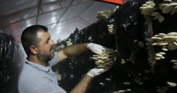 Bitkisel atıklar mantar üretiminde kullanılıyor