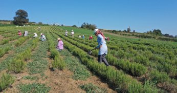 TABİP’te çiftçinin yüzü gülüyor