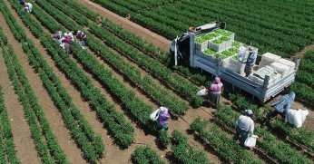 Bitkisel üretimde biyolojik mücadele destekleri belli oldu