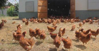 Tavuk eti üretimi azaldı