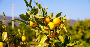 Satsuma mandalinasında hasat dönemi başladı