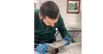 Ormanya’da tedavi edilen güvercinler doğaya salındı