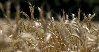 Kuraklık AB tahıl üretiminde sert düşüşe yol açtı