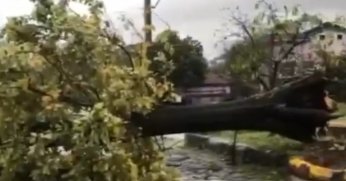 Şiddetli rüzgar ağacı kökünden söktü