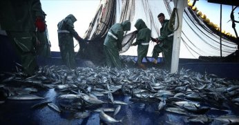 İki denimizde aşırı avlanma son 10 yılın en düşük seviyesinde