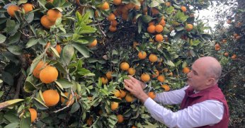 Doğu Akdeniz’de portakal hasadı