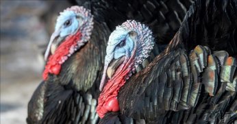 Hindi satışı, pazardan e-ticaret sitelerine taşındı