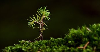 Ormancılık yatırımlarında fidan üretimine odaklanıldı
