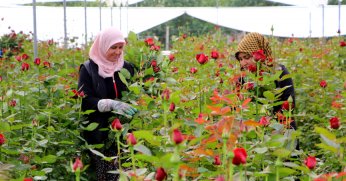 Gül serada 25, çiçekçide 100-150 lira